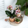 Oranje orchidee en succulenten op rieten schaal met krukje